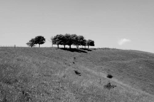 Trees before the motte and bailey site